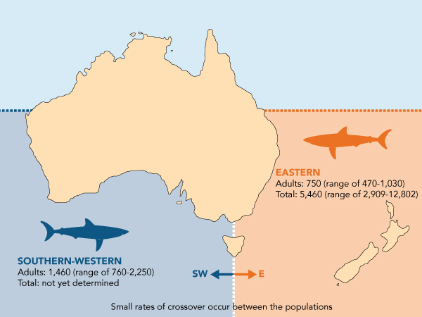 shark range