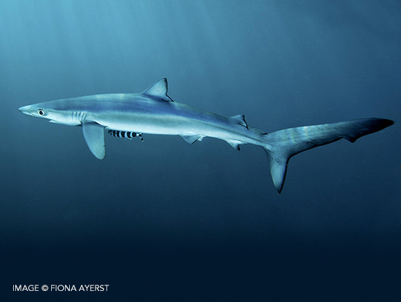 Types Of Sharks: Shark Species List With Pictures & Facts